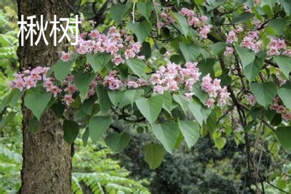 Catalpa bungei height