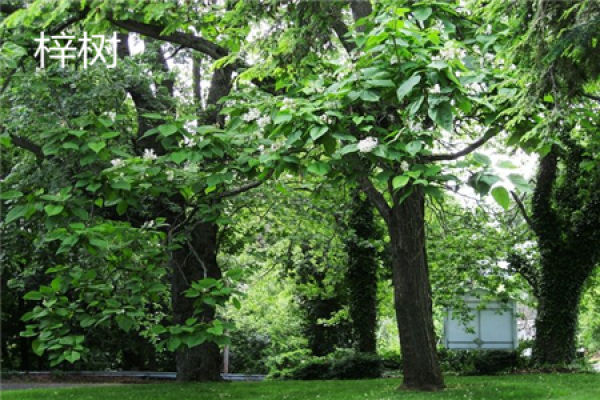 Catalpa bungei height