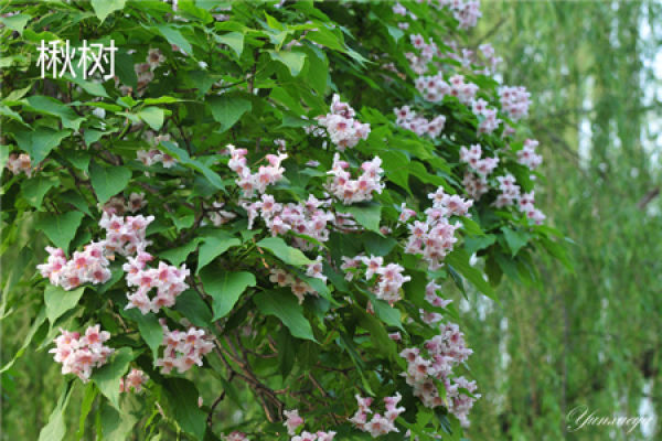 height of Catalpa