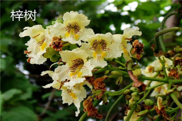 height of Catalpa