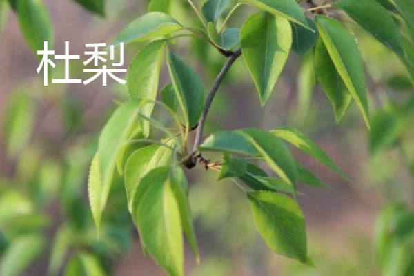 Birchleaf pear