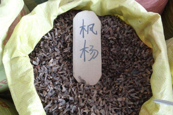 Chinese maple