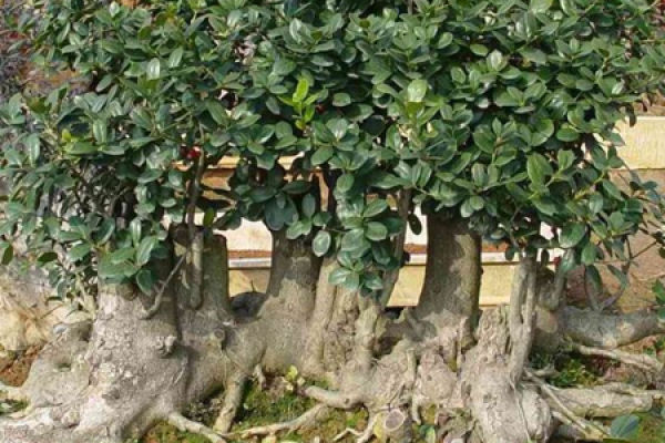 Chinese Holly