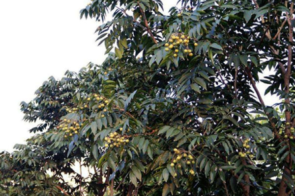 Soapberry