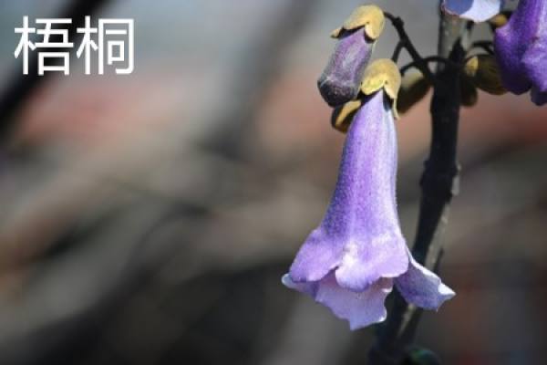 Chinese parasol flower