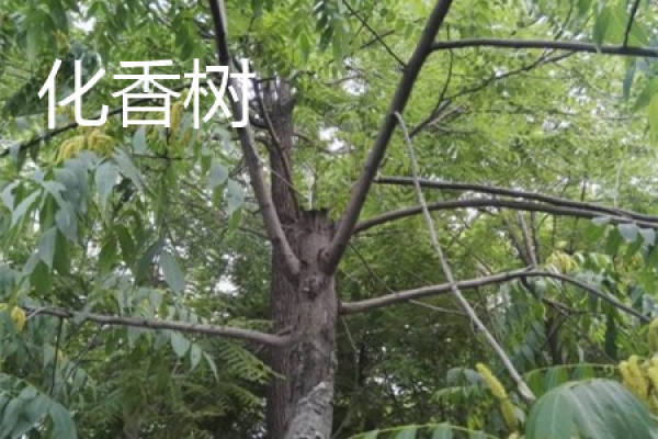 Hua Xiang Shu