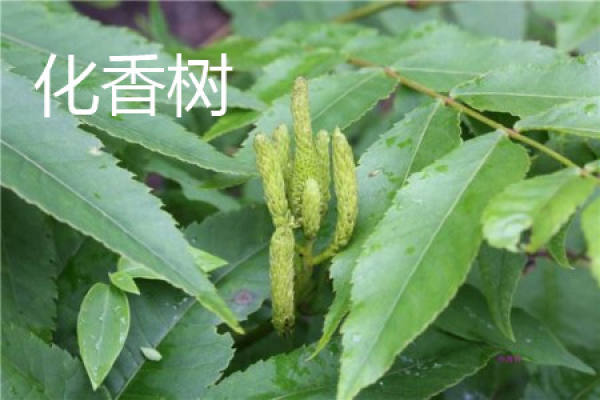 Hua Xiang Shu