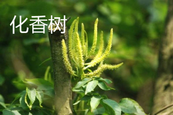 Platycarya strobilacea