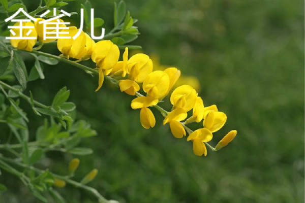 Caragana flower