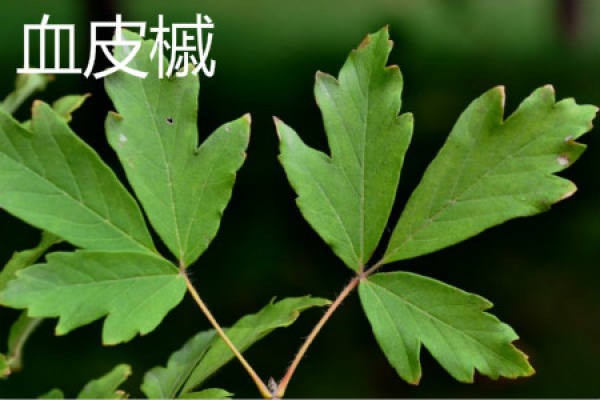 Acer sanguineum Acer sanguineum