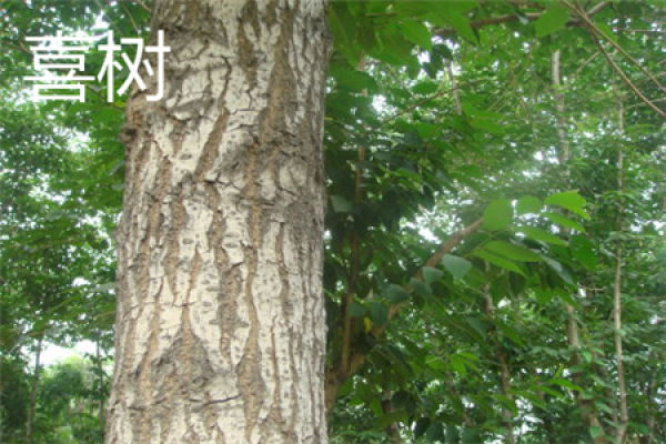 trunk