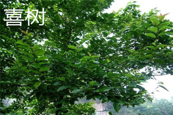trunk