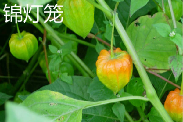 Physalis alkekengi fruit
