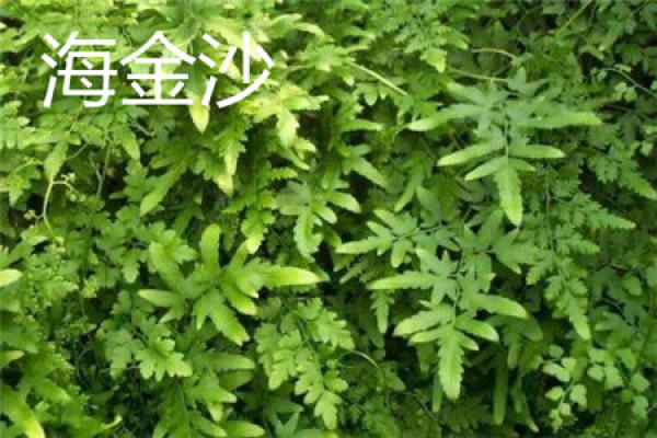 Folium Lygodii