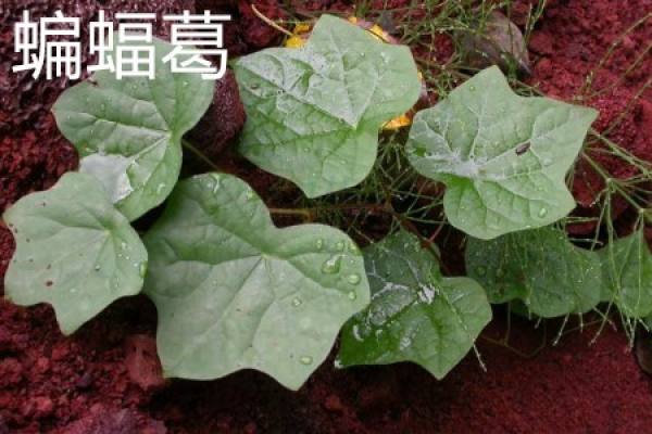 Menispermaceae Menispermaceae