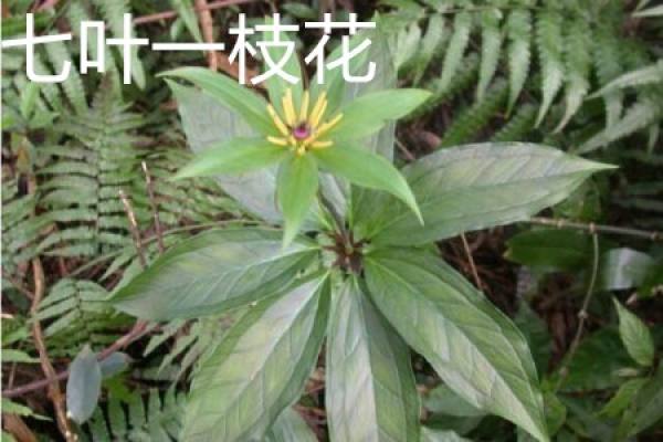 seven leaves and one flower