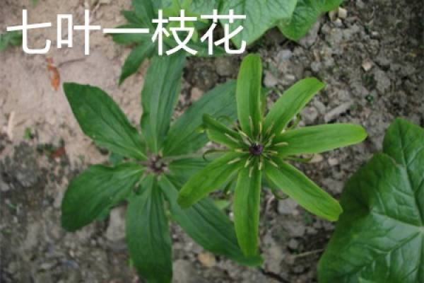seven leaves and one flower
