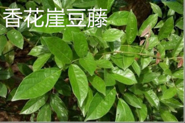 xianghuayadouteng