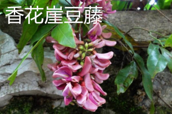 xianghuayadouteng