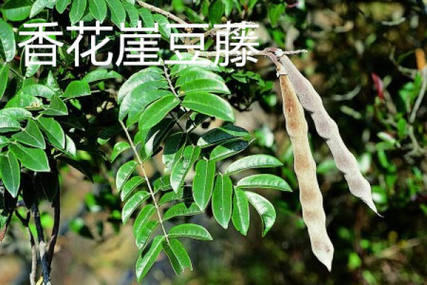 Millettia fragrans Hance