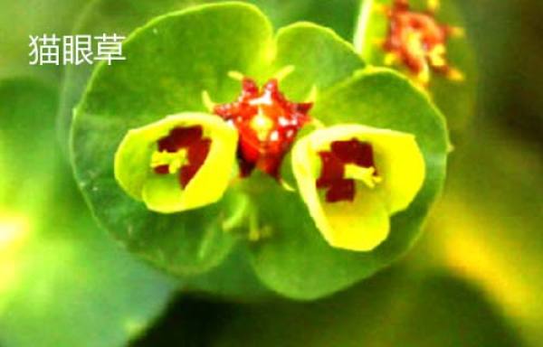 Euphorbia lunulata