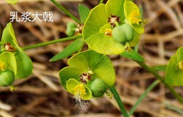 Morinda officinalis