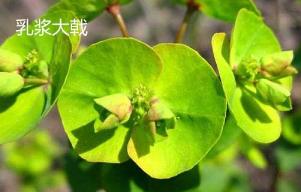 Morinda officinalis