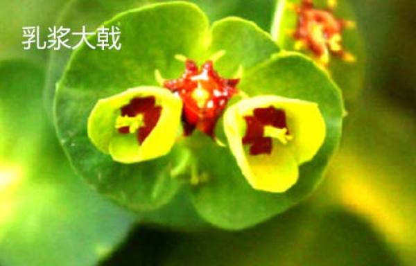 Euphorbia esculenta