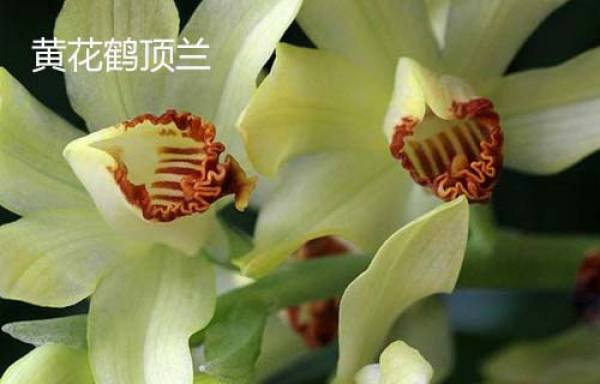 Phaius flaviflorus