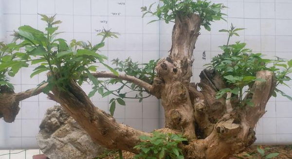 Potted landscape
