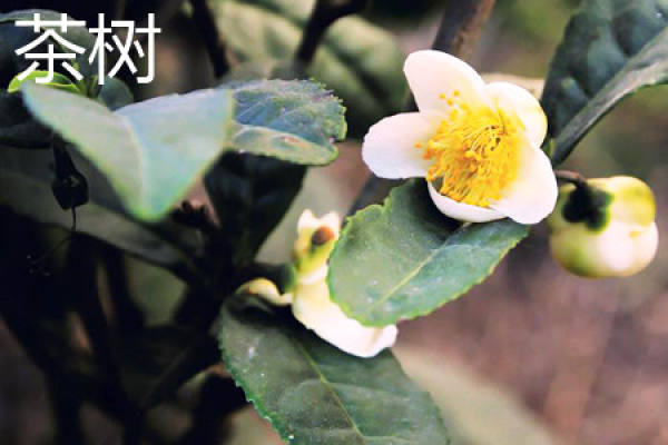 Tea Plant