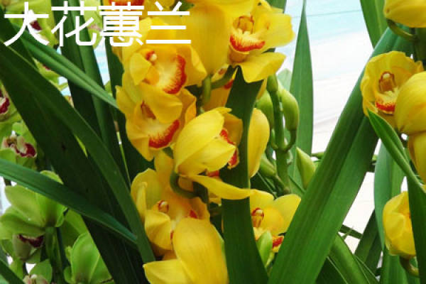Hybrid Cymbidium