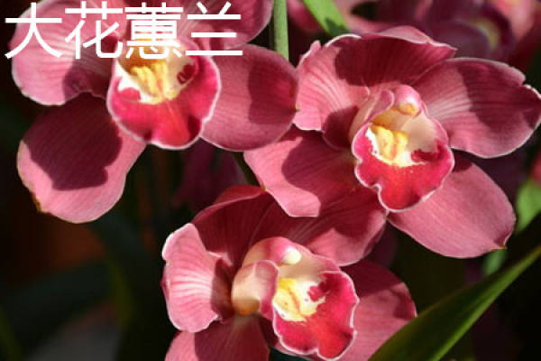Hybrid Cymbidium