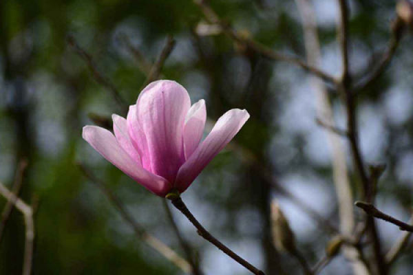 Er Qiao Mu Lan