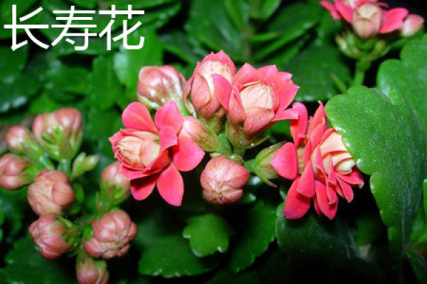 Jonquil