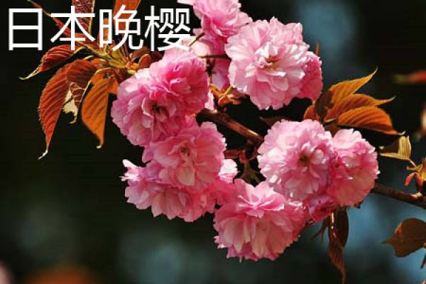 Japanese evening Nanking cherry