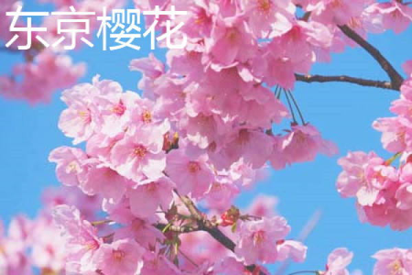 Tokyo cherry blossom