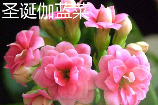 Christmas Kalanchoe