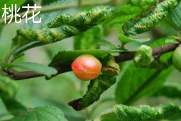 peach blossom