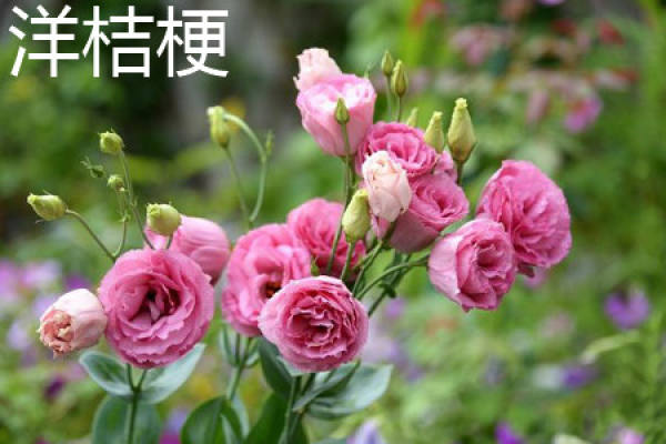 Platycodon grandiflorum