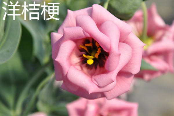 Platycodon grandiflorum