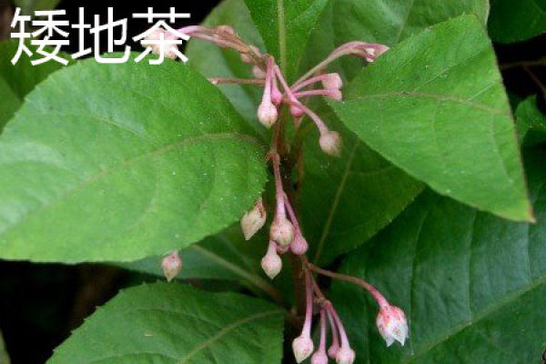 Herba Ardisiae Japonica