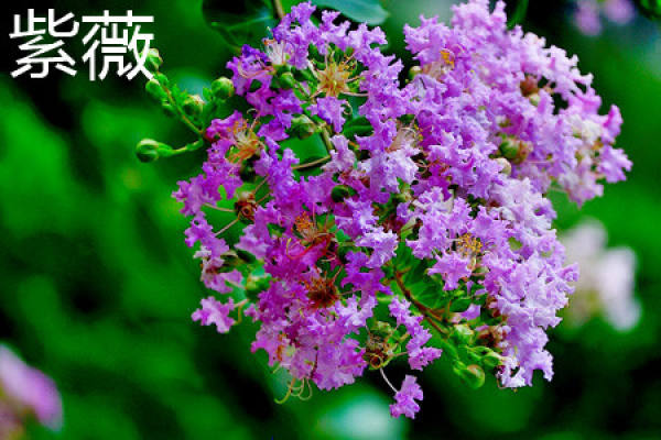 Lagerstroemia indica