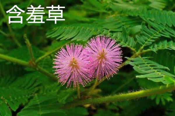 Mimosa flower