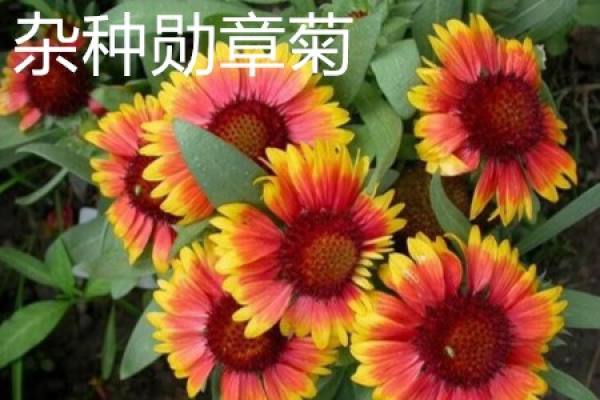 hybrid chrysanthemum