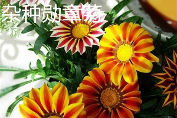 Hybrid Chrysanthemum