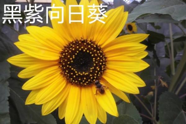 Black and purple sunflower Black and purple sunflower