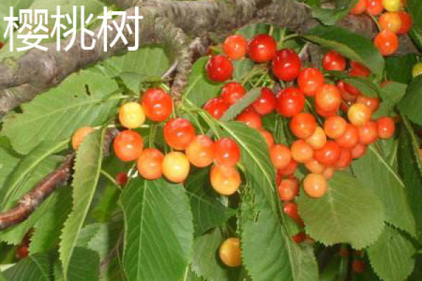 Cherry