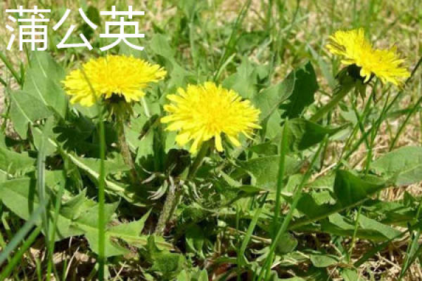 Dandelion flower