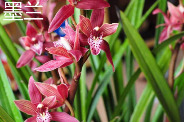 Cymbidium